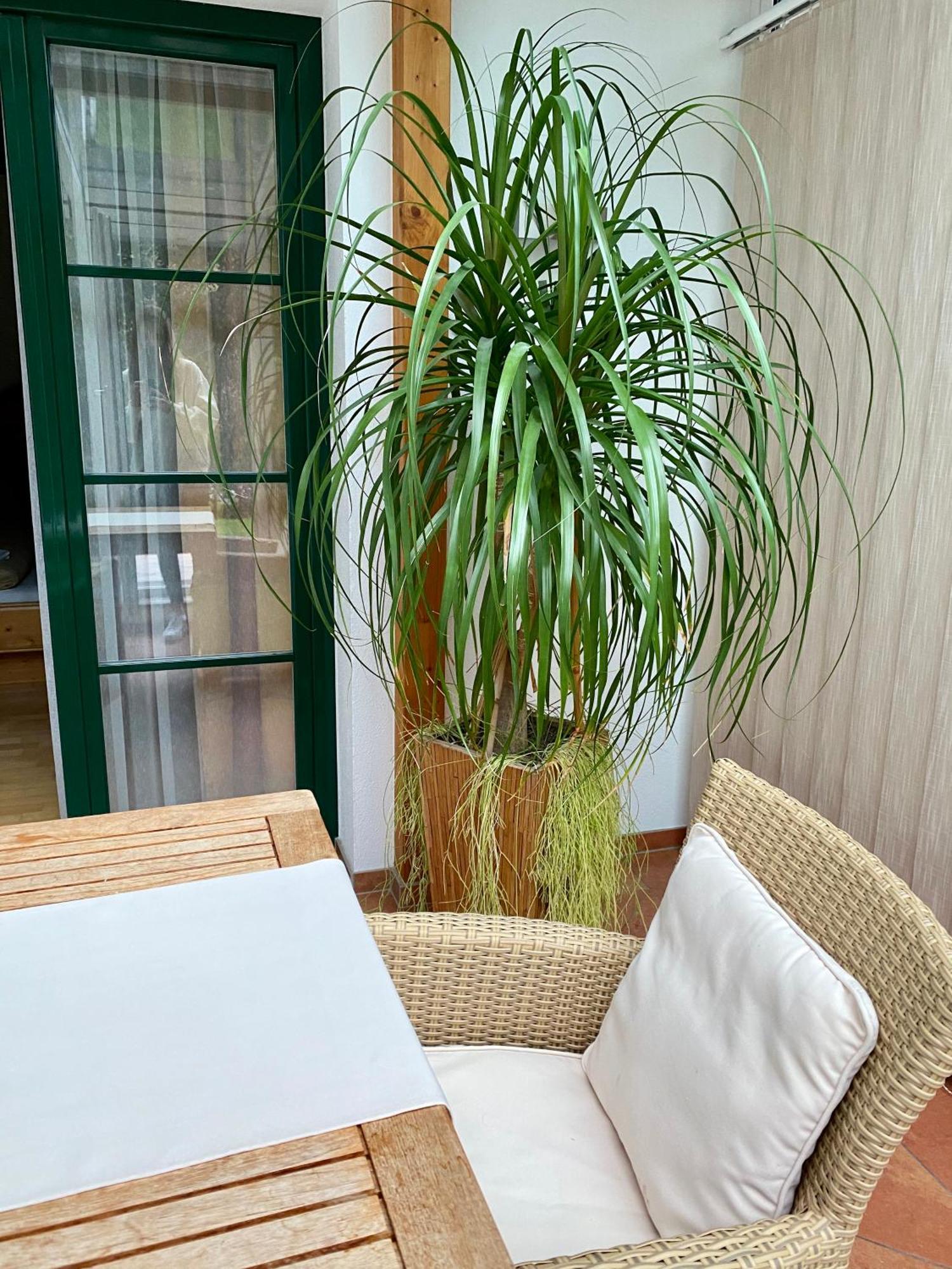 Haus Diana Appartement Wagrain